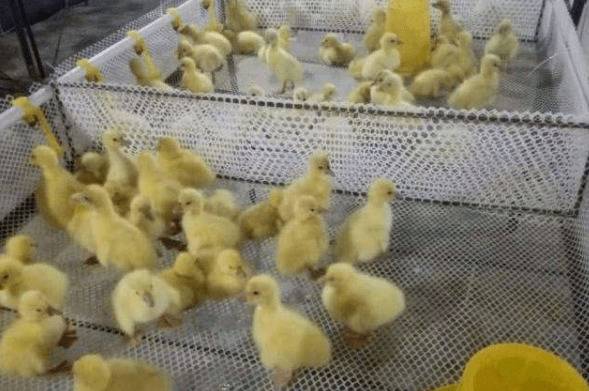 养鸭的经验技巧_养鸭