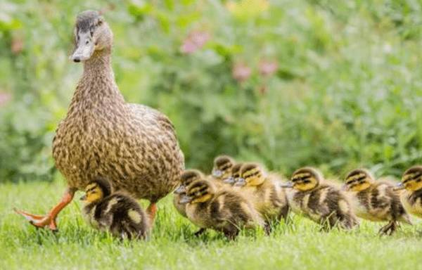 雏鸭育雏阶段的7个注意事项_养鸭