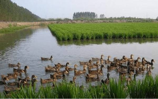 稻田养鸭的10大管理要点_养鸭