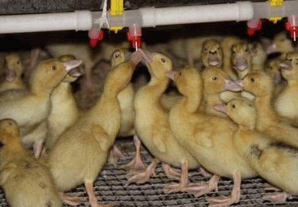 大棚养鸭时通风换气口的设置_养鸭