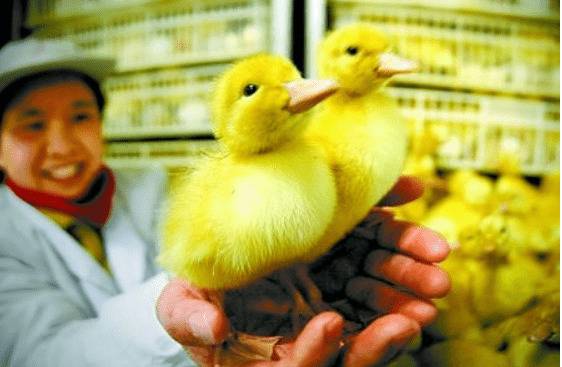 雏鸭生长的湿度条件_养鸭