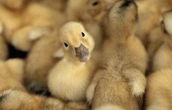 雏鸭用什么饮水器好_养鸭