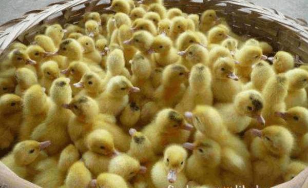 雏鸭的饲喂次数与喂量原则_养鸭