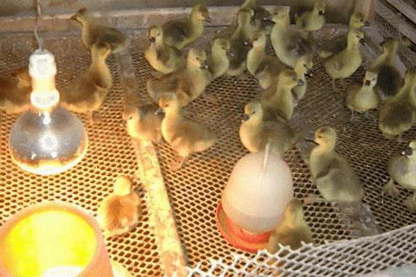 雏鸭的饲喂次数与喂量原则_养鸭