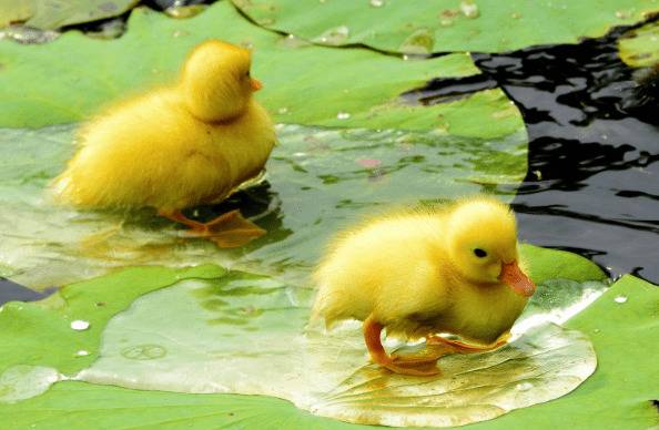 养鸭一天喂几次,鸭子一天的饲喂次数_养鸭