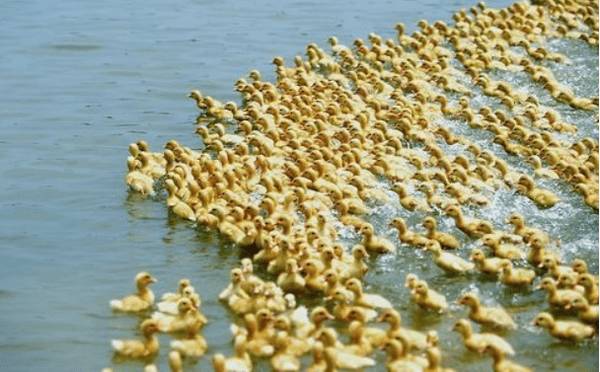 雏鸭多久开水,雏鸭的开水时间_养鸭