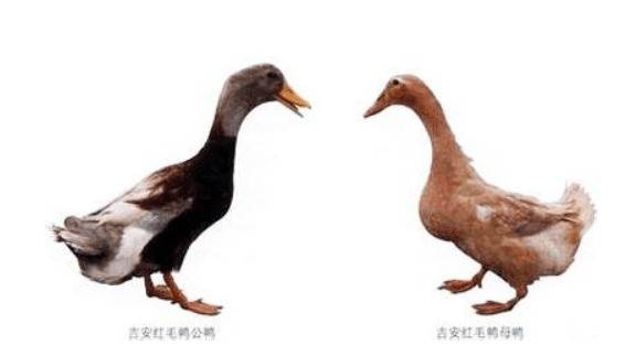 吉安红毛鸭的品种特点_养鸭