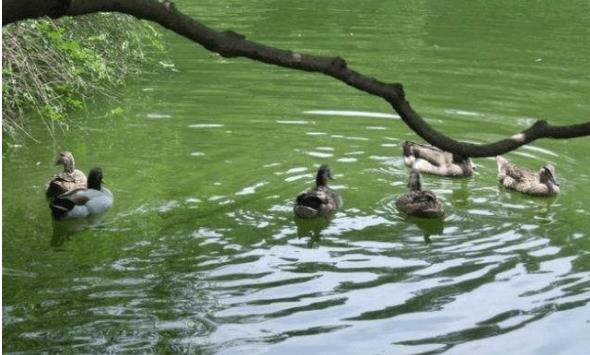 巢湖鸭的品种特点详解_养鸭