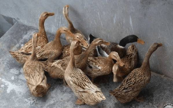 建昌鸭的品种特点详解_养鸭