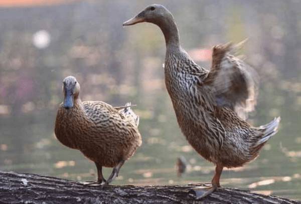 果园养鸭品种,一亩果园养多少只鸭子_养鸭