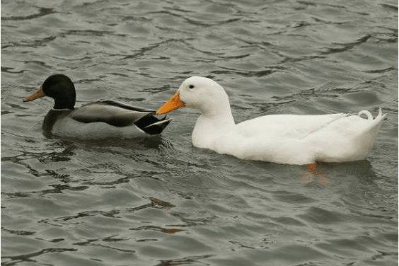 果园养鸭品种,一亩果园养多少只鸭子_养鸭