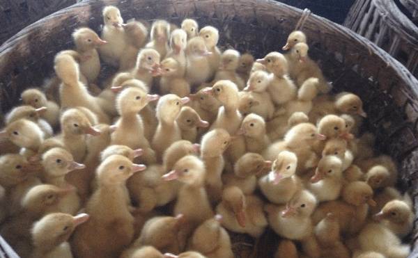 如何提高种蛋孵化率,养鸭人必看的种蛋孵化法_养鸭