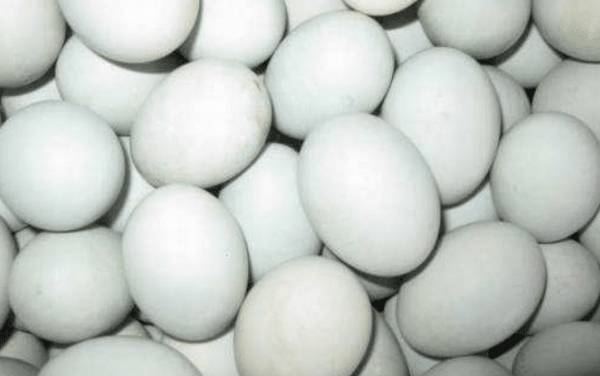 如何保存种蛋,鸭子种蛋的保存技巧_养鸭