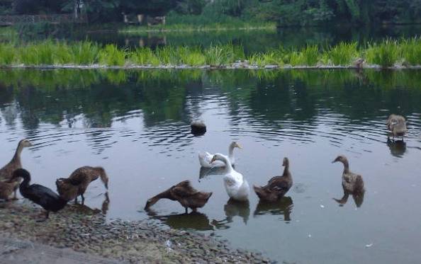 水对鸭子的重要性,养鸭不能断水_养鸭