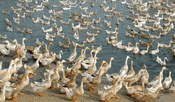 鸭对饲料的要求_养鸭