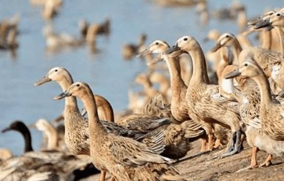 饲养蛋鸭的几点注意事项_养鸭