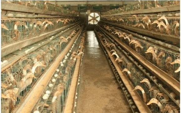 养鸭一天喂几次,鸭子一天的饲喂次数_养鸭