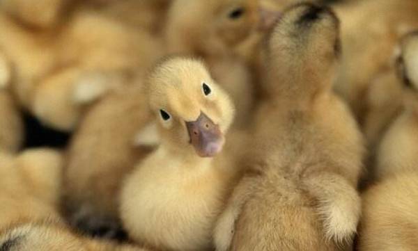 秋季蛋鸭的防寒工作_养鸭