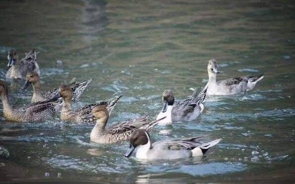 健康养鸭的四大要求_养鸭