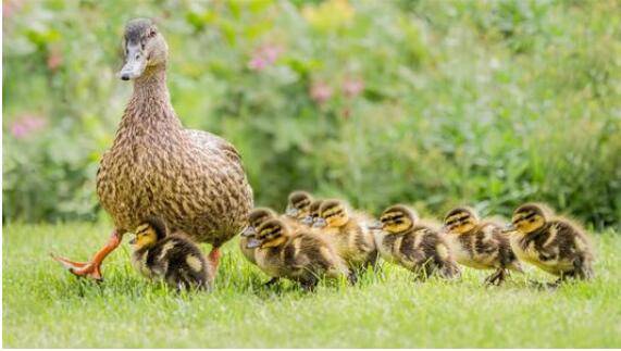 雏鸭防疫的注意事项_养鸭