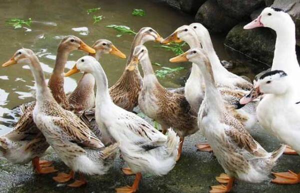 影响肉鸭生产性能的五大因素_养鸭