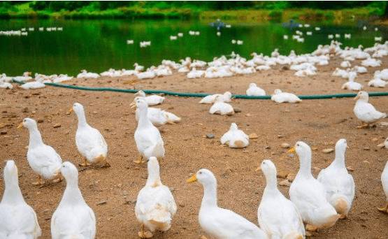 夏季养鸭如何调整饲料配方_养鸭