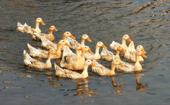 夏季养鸭的防暑降温要求_养鸭