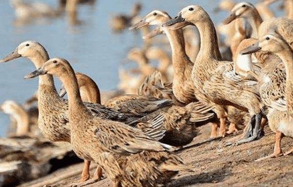 蛋鸭产蛋率下降的应激原因_养鸭