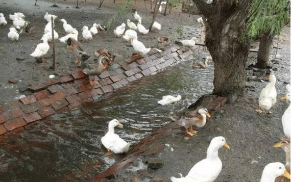 养鸭一天喂几次,鸭子一天的饲喂次数_养鸭