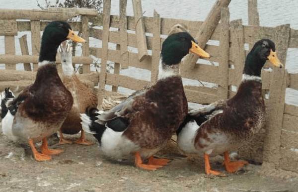 蛋鸭圈养的经验技巧,蛋鸭圈养的注意事项_养鸭
