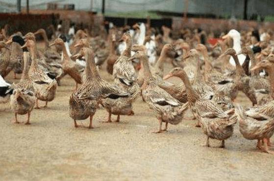 鸭软脚病的治疗方法_养鸭