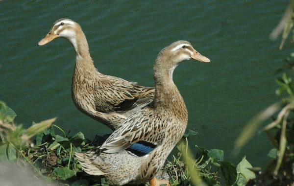 蛋鸭维生素A缺乏症症状与治疗方法_养鸭