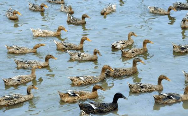 养鸭防疫把好入口关,防止交叉感染_养鸭