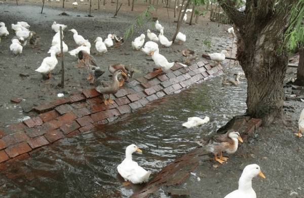 鸭花肝病的防治方法_养鸭