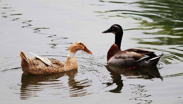 蛋鸭为什么瘫痪,蛋鸭瘫痪的四大原因_养鸭