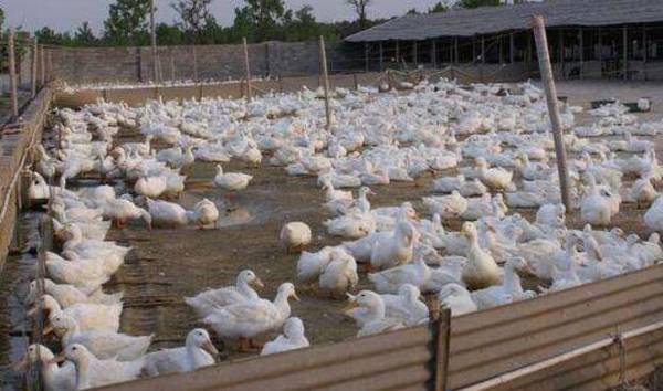 鸭场场址与设施要求_养鸭