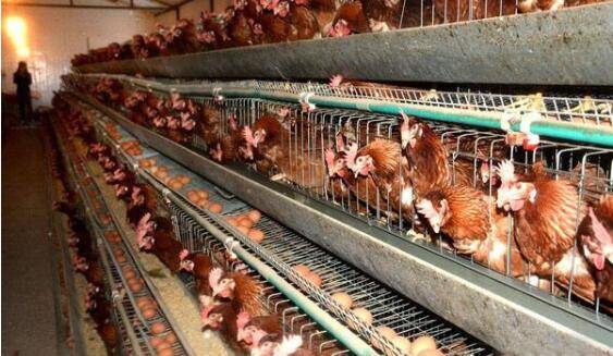 高产蛋鸡或低产蛋鸡,十个细节让低产鸡现原形_养鸡