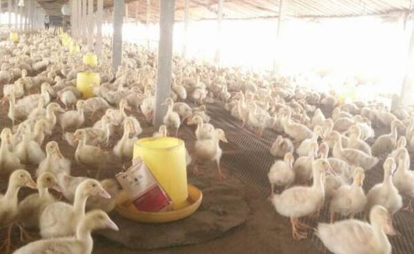 秋季蛋鸭的饲料管理要求_养鸭