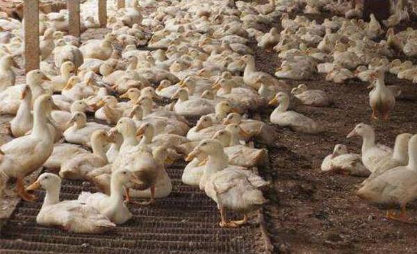 治疗鸭瘟的小偏方_养鸭