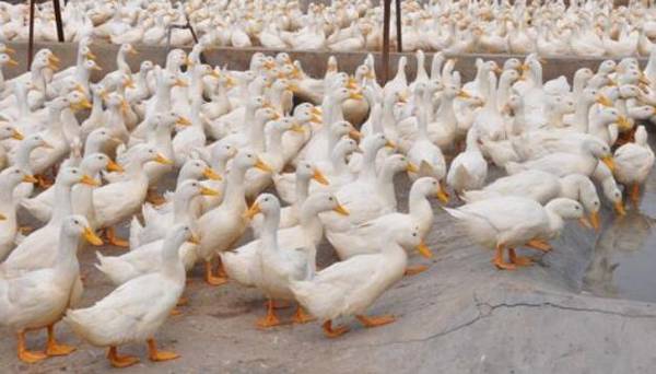 养殖肉鸭降低成本的十六个要点_养鸭