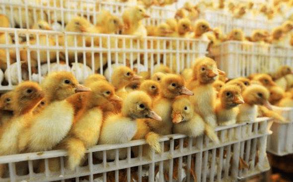 肉鸭的三种育雏方式_养鸭