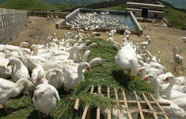 养鹅育肥的常用方法_养鹅