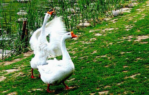 肉鹅放牧育肥的注意事项_养鹅