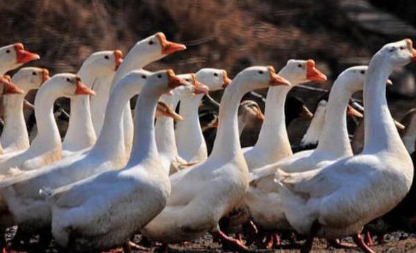 新技术对鹅快速育肥的饲料配方_养鹅