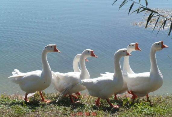 养鹅育肥方法之直线育肥法_养鹅