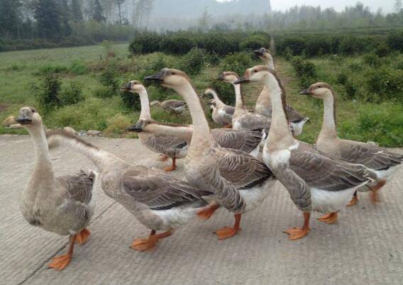 新技术对鹅快速育肥的饲料配方_养鹅