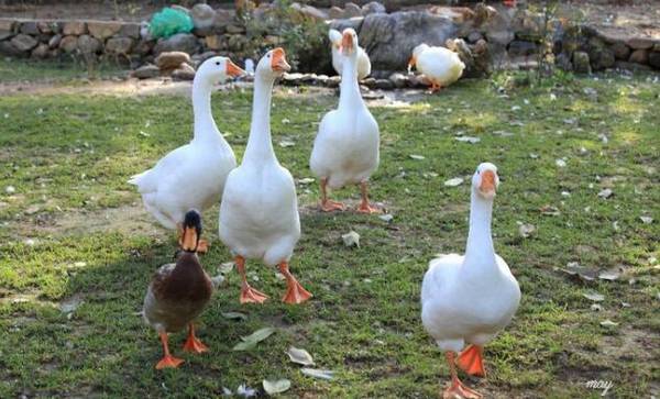 养鹅育肥的常用方法_养鹅