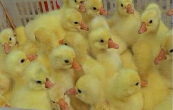 雏鹅育雏舍的维修消毒要点_养鹅