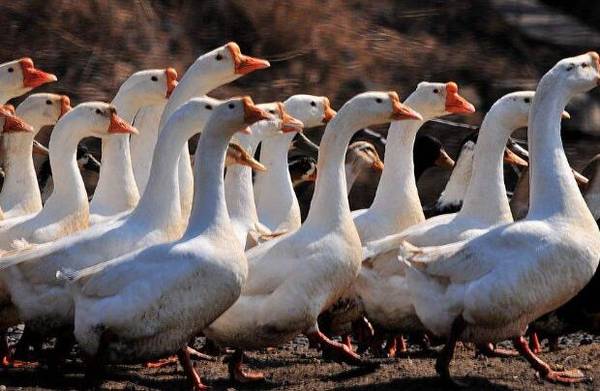 种鹅产蛋期的饲养管理技术_养鹅