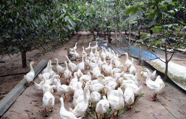 林地养鹅的主要形式_养鹅